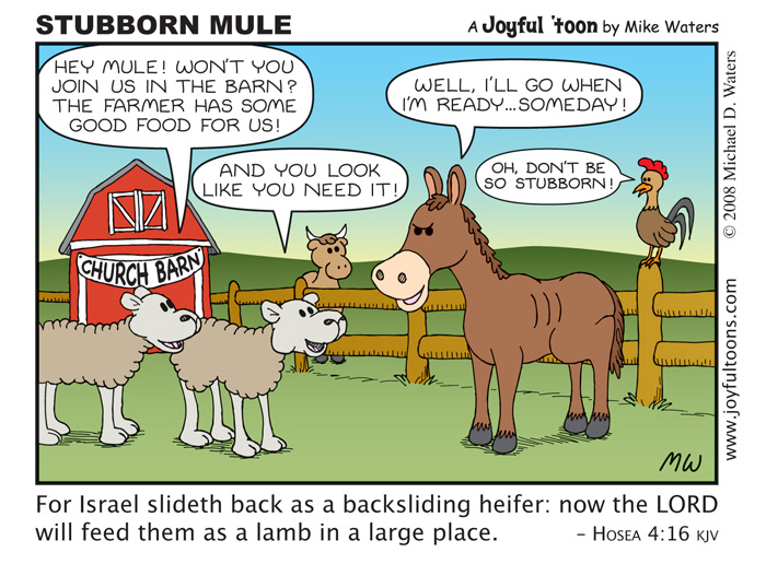 Stubborn Mule - Hosea 4:16
